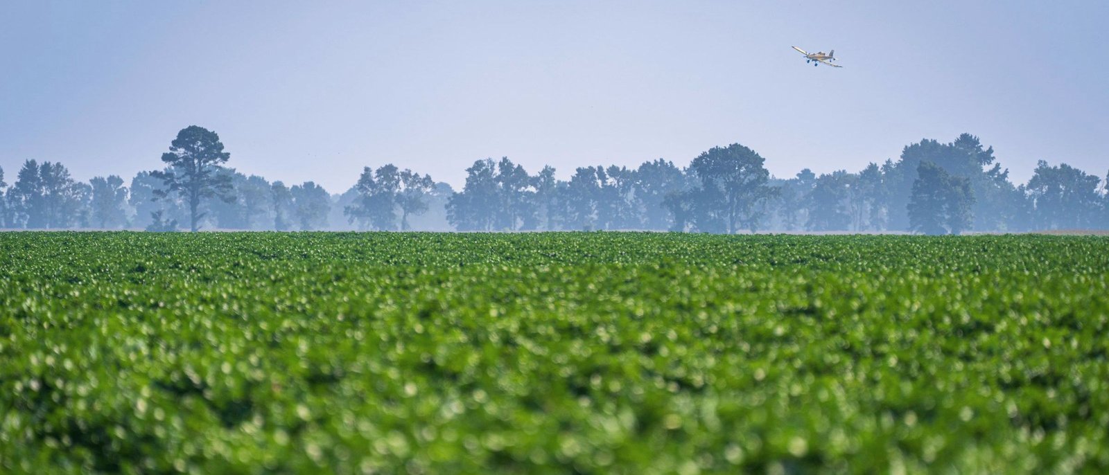 A distant agricultural airplane making a low pass over a green row crop field, hazy treeline behind