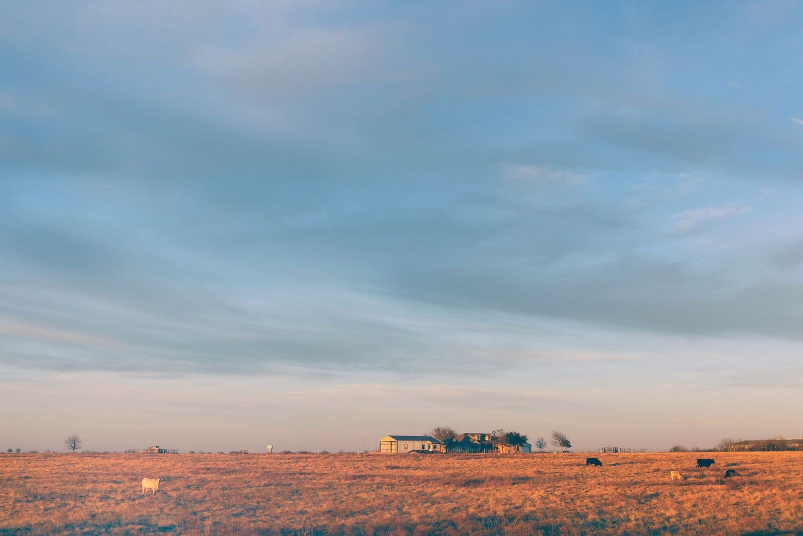 Golden pasture and a farmhouse under a wide dawn sky