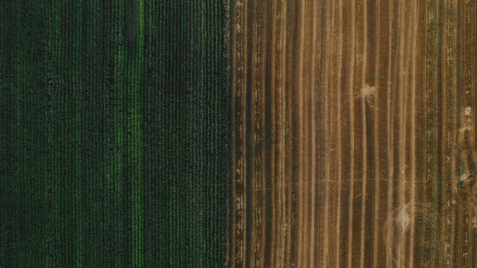 Straight down over the seam between a green crop and worked brown rows